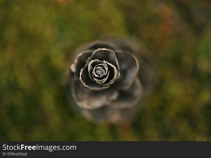 A pine cone that looks like a flower blossoming. A pine cone that looks like a flower blossoming