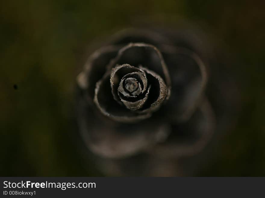 Close up detail of pine cone that looks like flower. Close up detail of pine cone that looks like flower