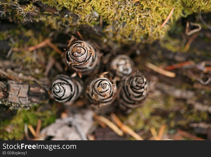 Looking down closely at pine cone details. Looking down closely at pine cone details