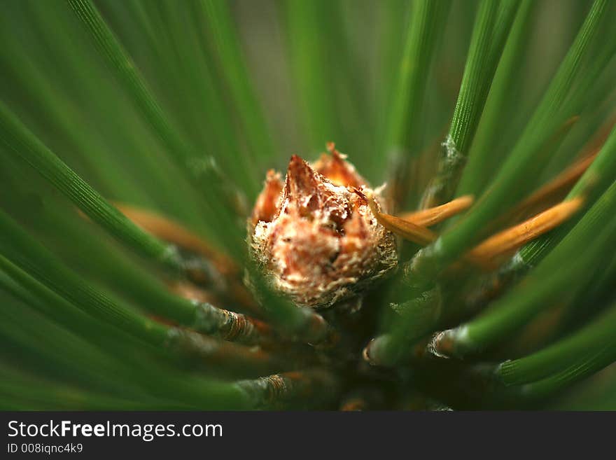 The end of a pine tree branch showing the detail of needles growing. The end of a pine tree branch showing the detail of needles growing