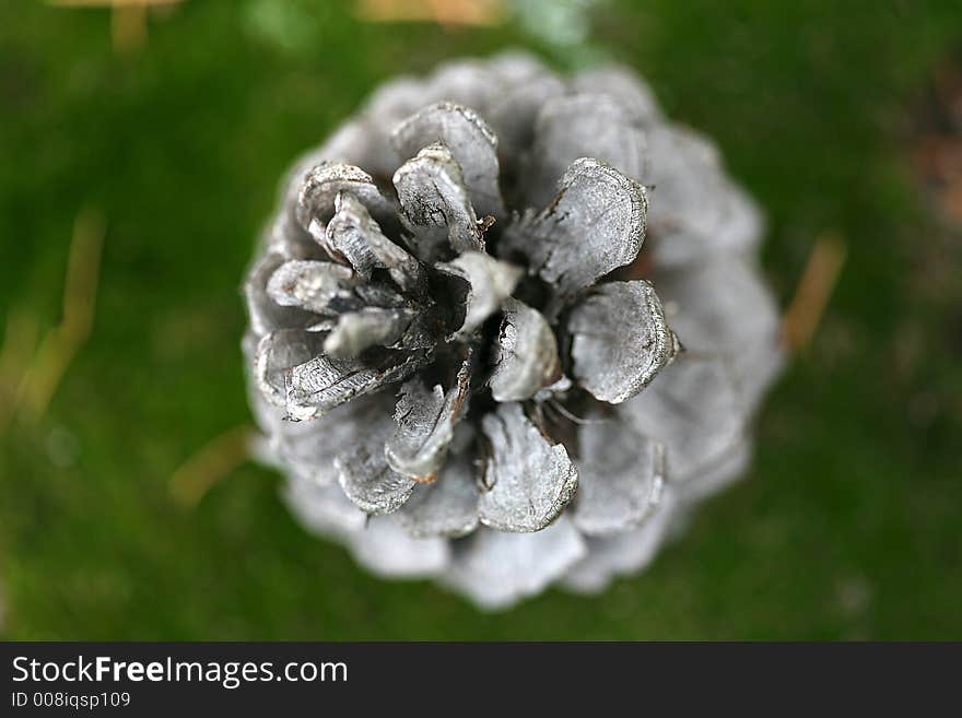 Close up of pine cone showing top view detail. Close up of pine cone showing top view detail