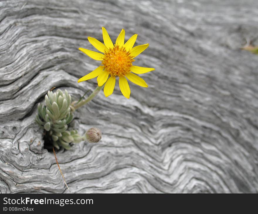 Flower In The Dry Trunk