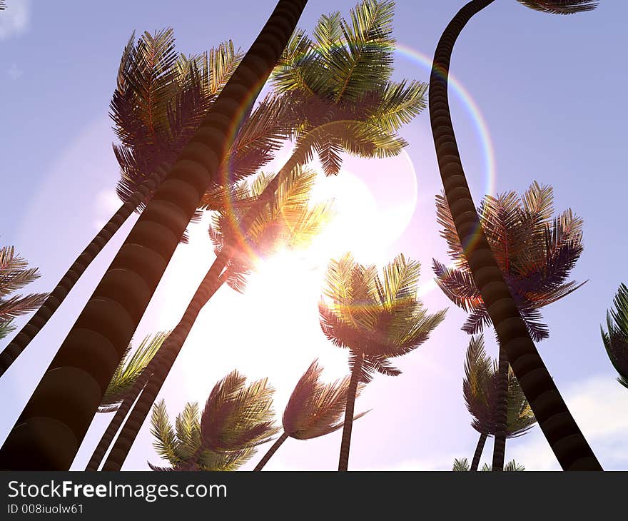 A forest of palm trees with bright sunlight behind. A forest of palm trees with bright sunlight behind.