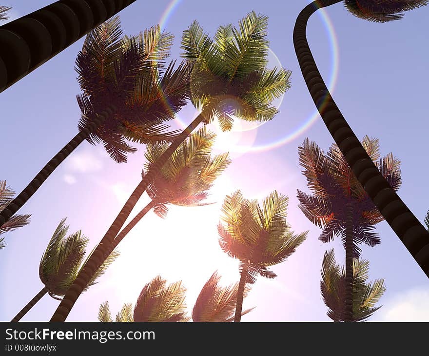 A forest of palm trees with bright sunlight behind. A forest of palm trees with bright sunlight behind.