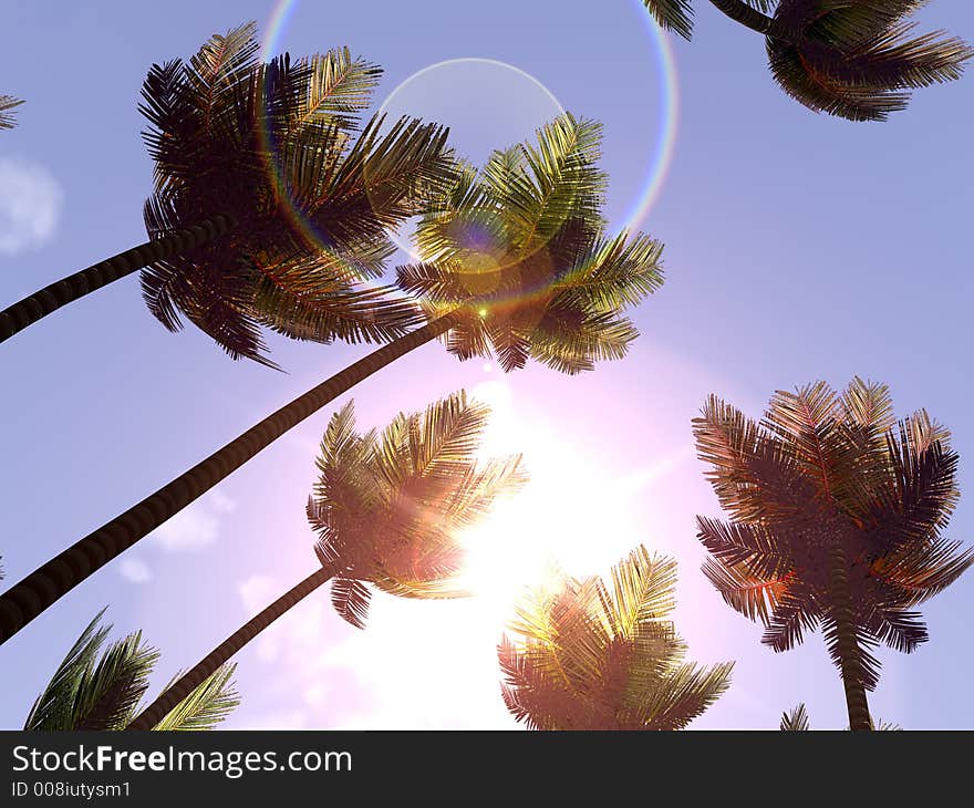 A forest of palm trees with bright sunlight behind. A forest of palm trees with bright sunlight behind.