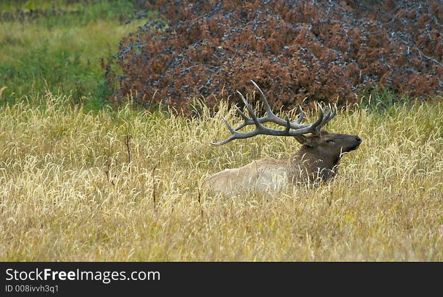 Young Bull Elk with Antlers in Velvet resting in high grass. Young Bull Elk with Antlers in Velvet resting in high grass