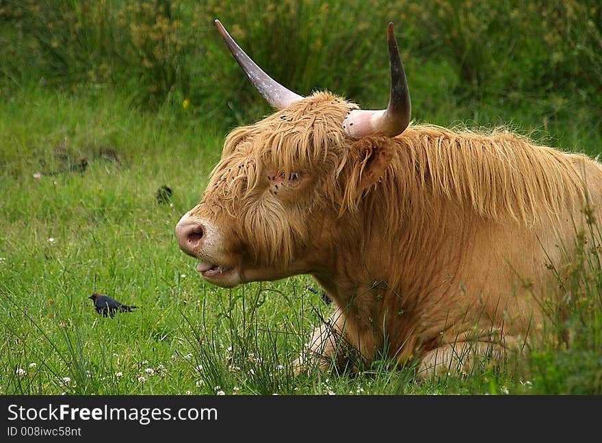 Scottish longhorn