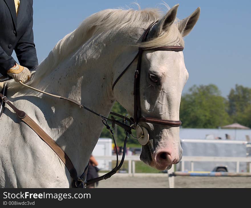 A beautiful white stallion at dressage competition. A beautiful white stallion at dressage competition