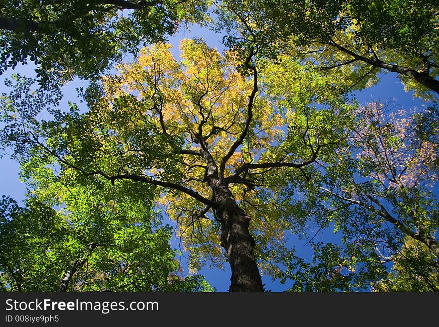 Maple canopies in early Fall foliage. Maple canopies in early Fall foliage.