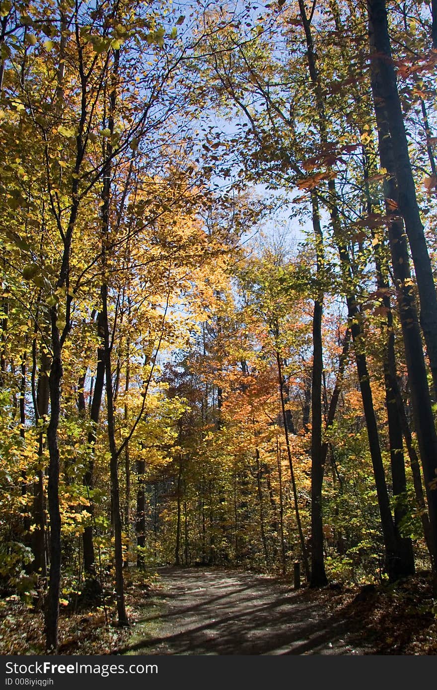 A trail through a forest in Autumn. A trail through a forest in Autumn.