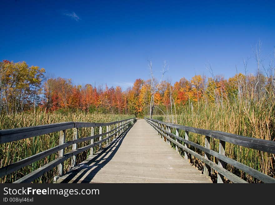 A wooden walkway going over wetlands and toward a line of Maples. A wooden walkway going over wetlands and toward a line of Maples.