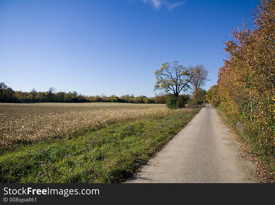 A narrow road between a field and a forest. A narrow road between a field and a forest.