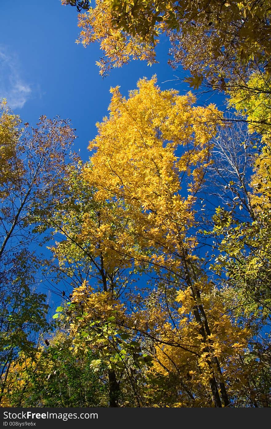 Maples in full Fall foliage.