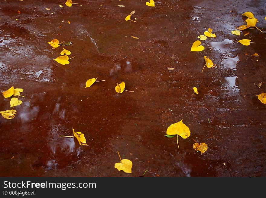 During monsoon I saw these golden yellow leaves, which were fallen on red colored wetland. During monsoon I saw these golden yellow leaves, which were fallen on red colored wetland.