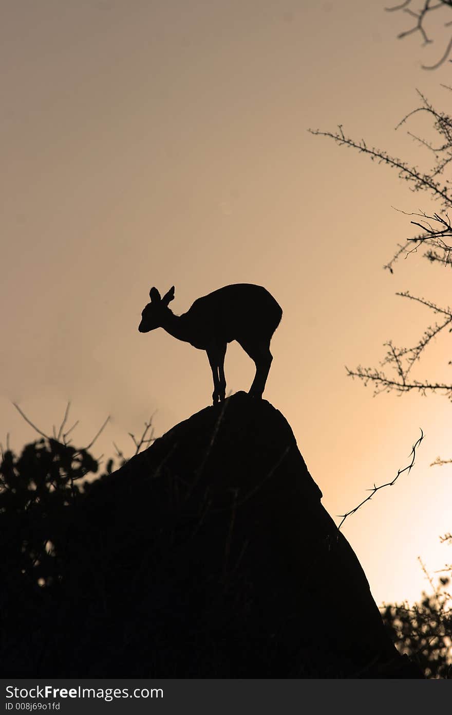 Klipspringer On A Rock