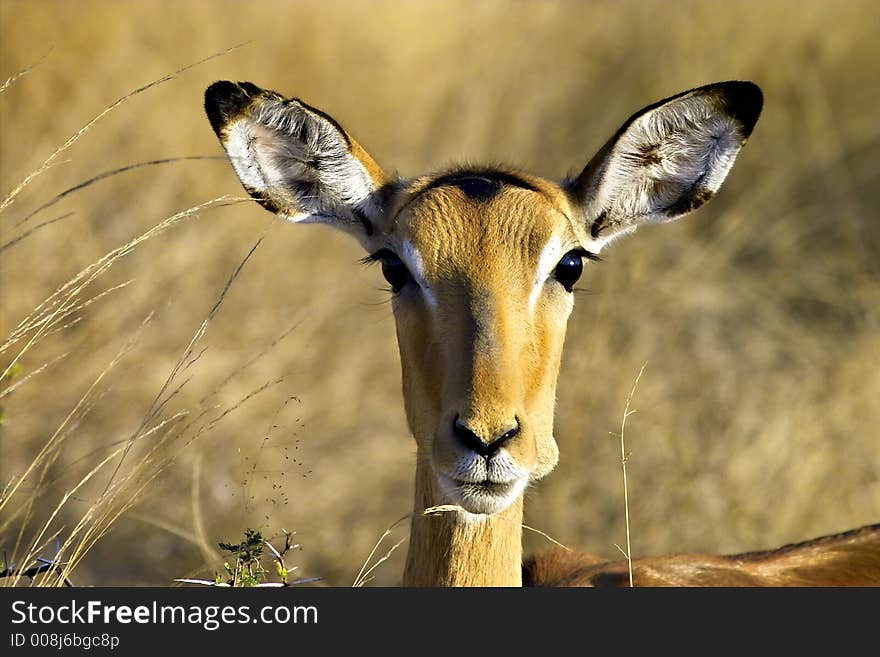 Impala with mouth full