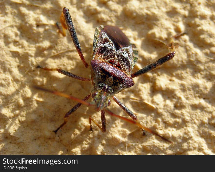 Brown long legs curious insect on sand. Brown long legs curious insect on sand