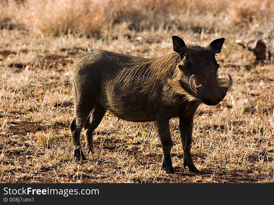 Warthog in Kruger Park South Africa. Warthog in Kruger Park South Africa