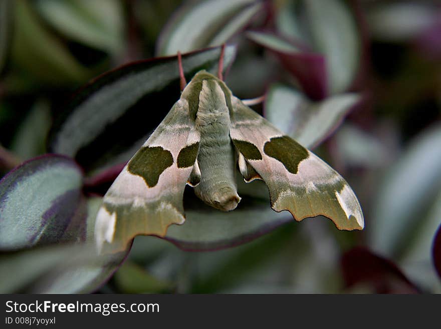 Lime Hawk-moth (butterfly)