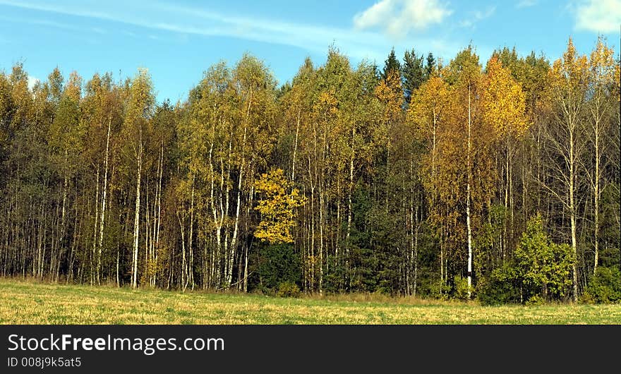 PanoRama Forest