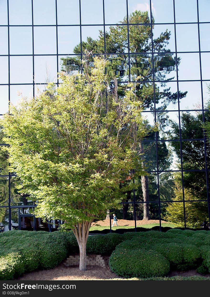 Trees reflected in office building windows. Trees reflected in office building windows