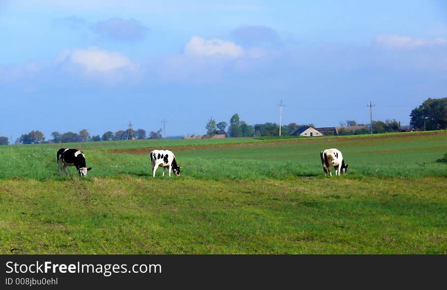 Cows in meadow, cloudly sky; Bovini;