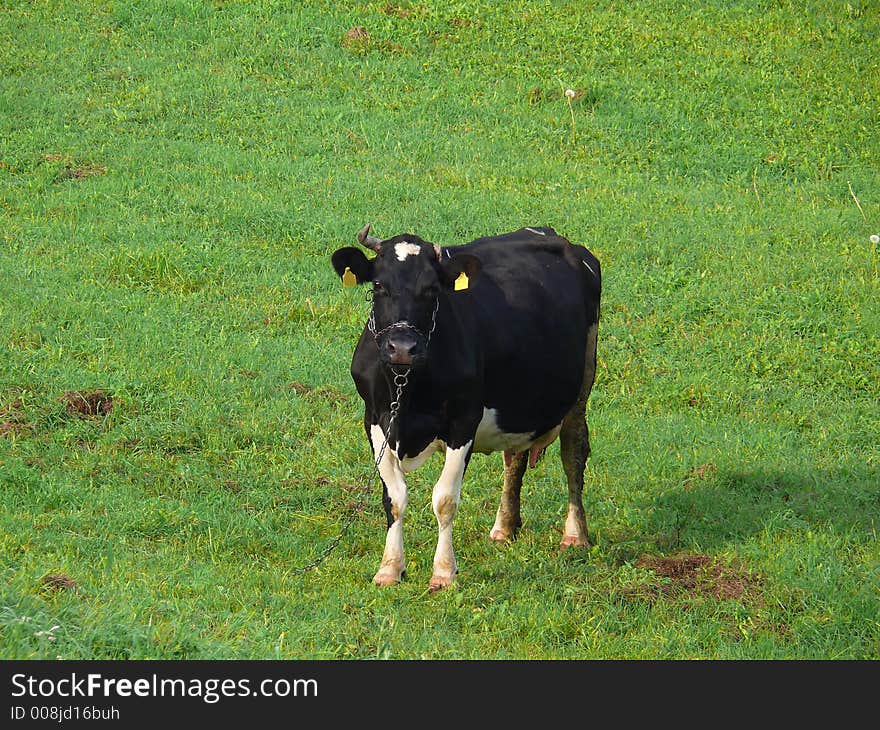 Cow on the green grass (meadow); Bovini;