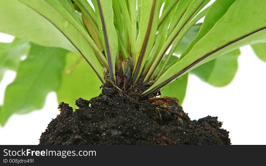 Green leaves and roots isolated on white