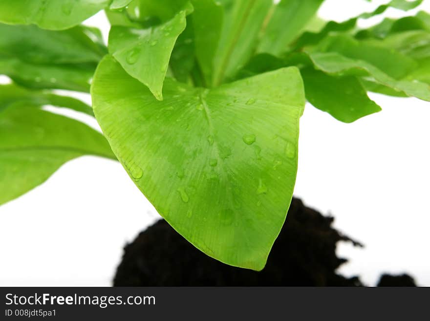 Green leaves and roots isolated on white