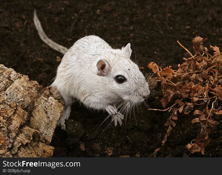 White Female Rodent Outdoors