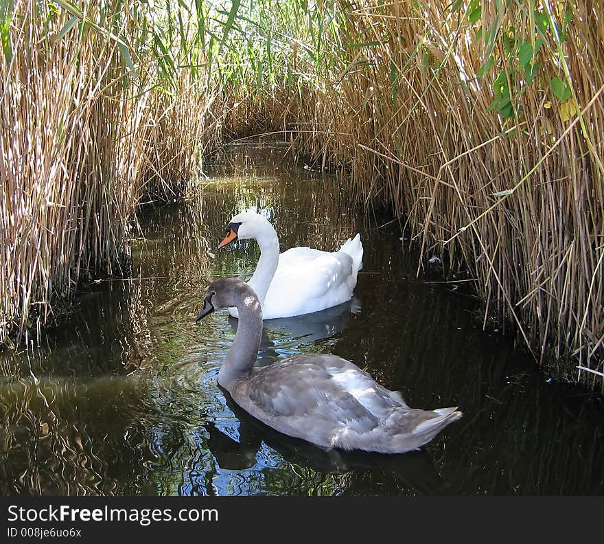 Almost Grown-up Swan