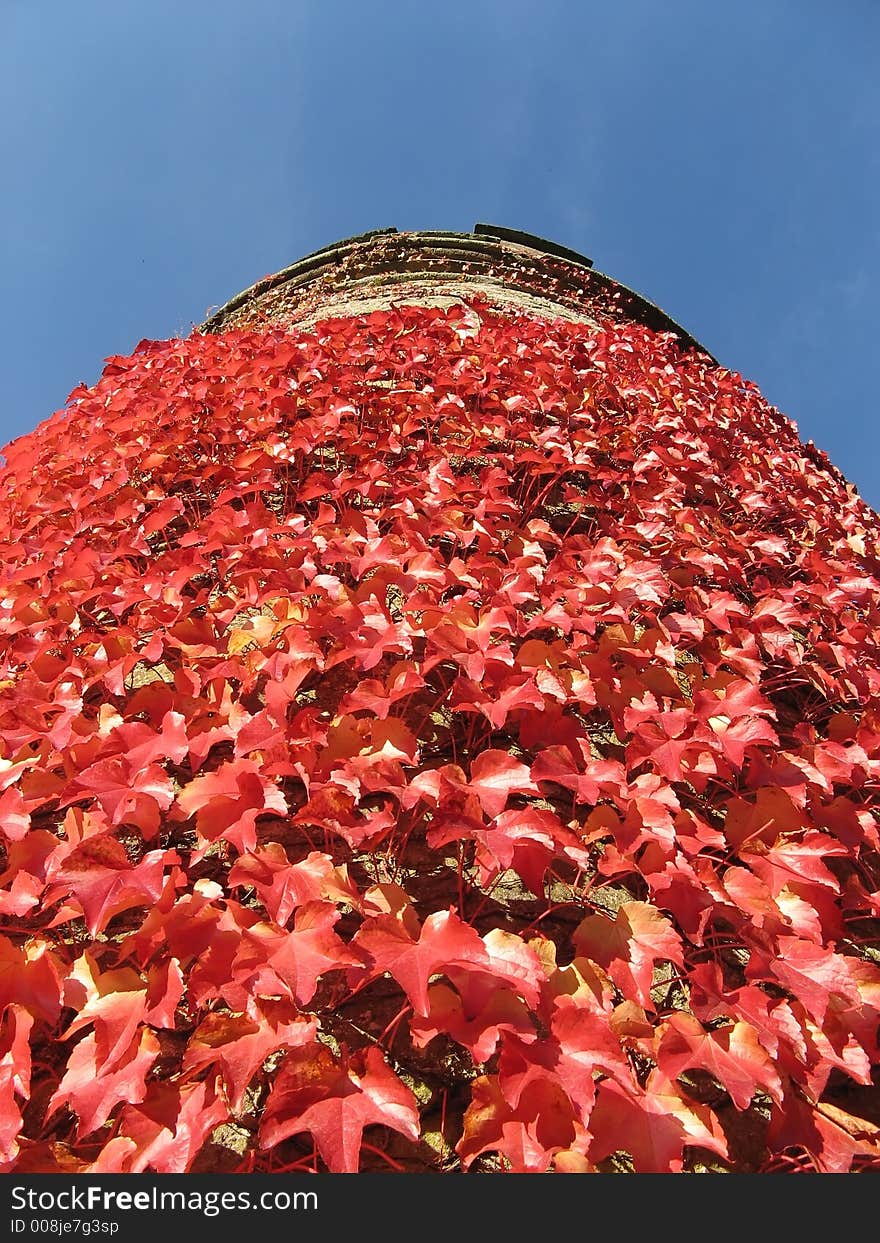 Ivy tower