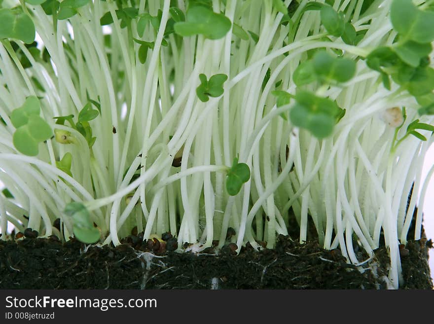 Fresh healthy green cress seeds, close up