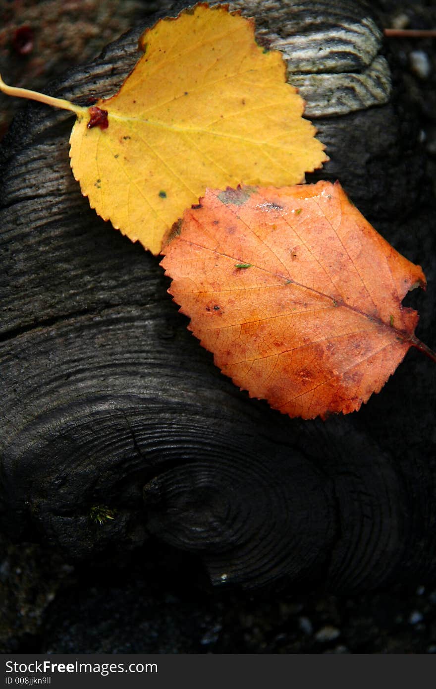 Colorful leafs