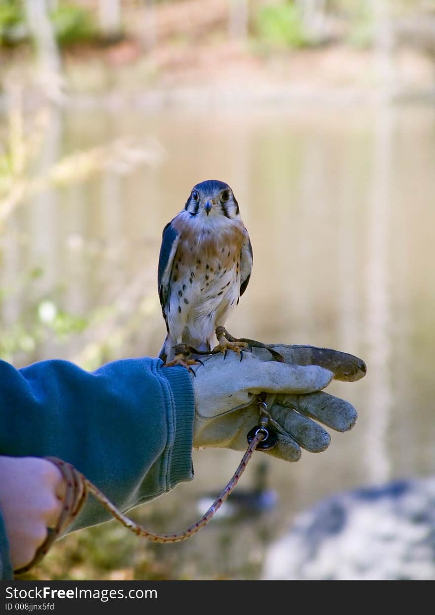 A naturalist is displaying a hawk for educational purposes. A naturalist is displaying a hawk for educational purposes.