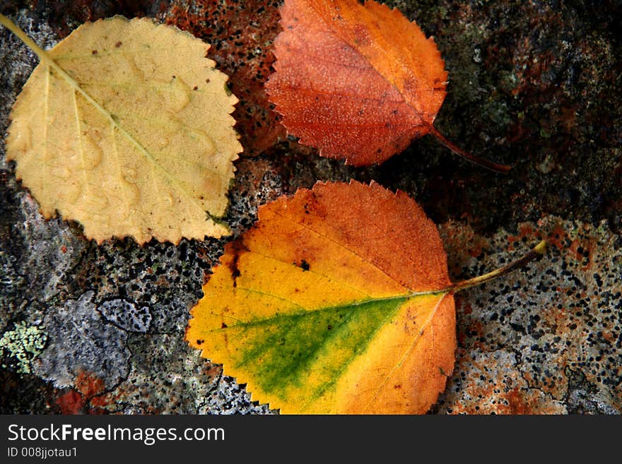 Three leafs with autumn color laying on a stone surface. Three leafs with autumn color laying on a stone surface