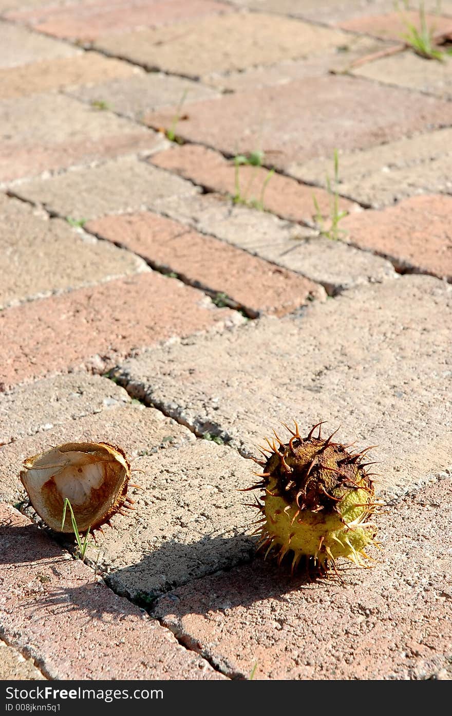 Shadow and chestnuts: autumn scent. Shadow and chestnuts: autumn scent