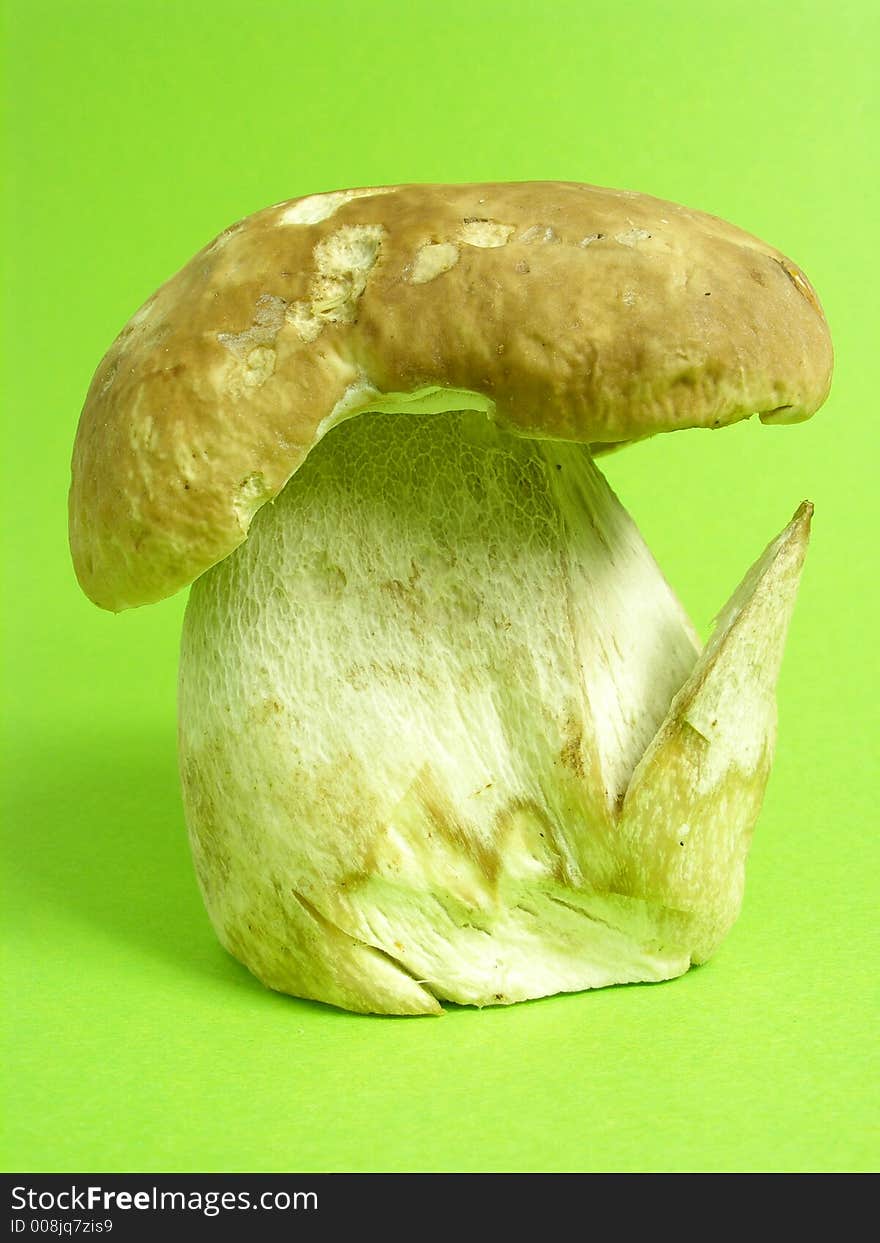 Cep mushroom