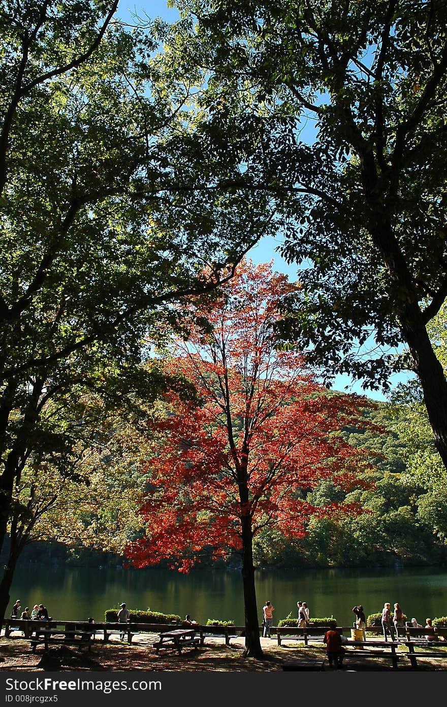 Tree, autumn, yellow, USA, NJ, light, day, park, people, a holiday. Tree, autumn, yellow, USA, NJ, light, day, park, people, a holiday