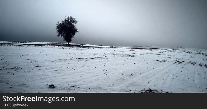 Winter tree