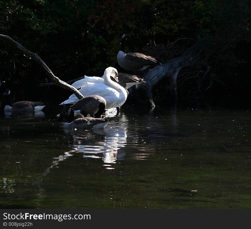 Swan surrounded by geese