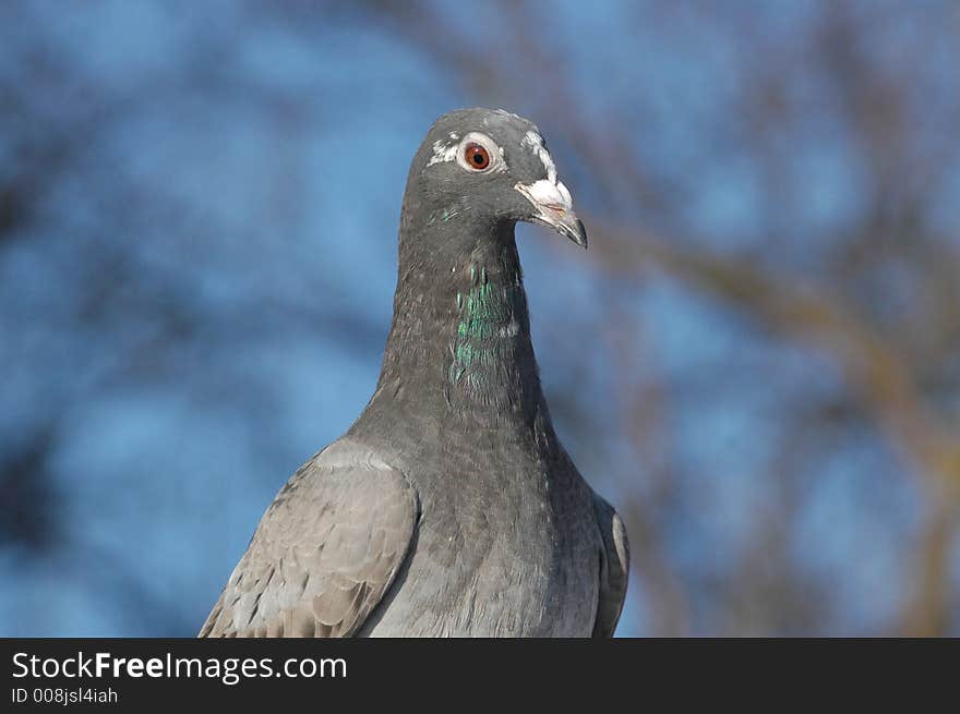 A close-up of a young carrier pigeon