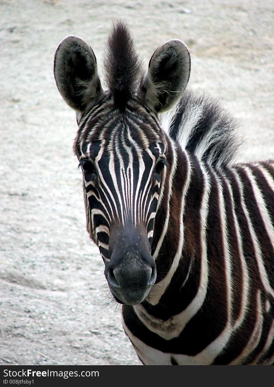 Baby Zebra