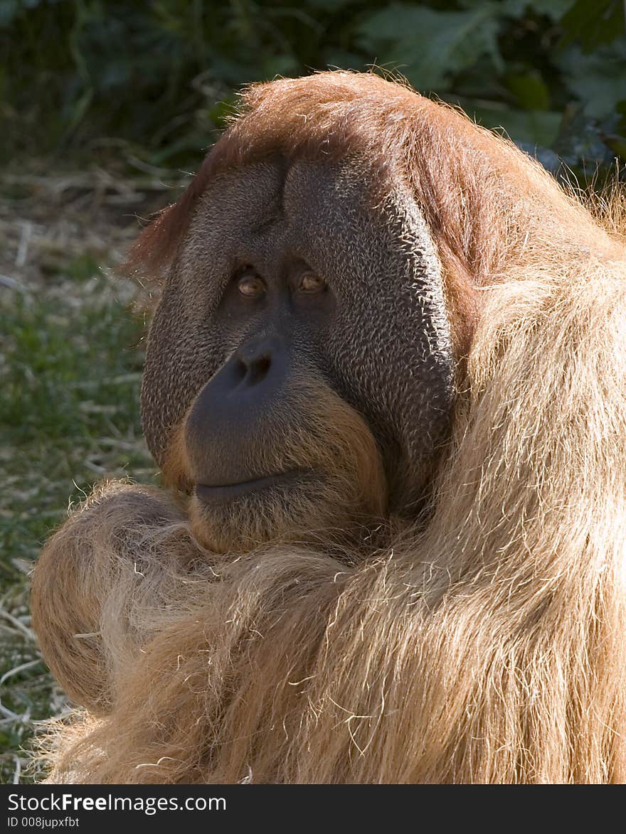 Taken at Melbourne Zoo. He was watching me as I was admiring him. Taken at Melbourne Zoo. He was watching me as I was admiring him.