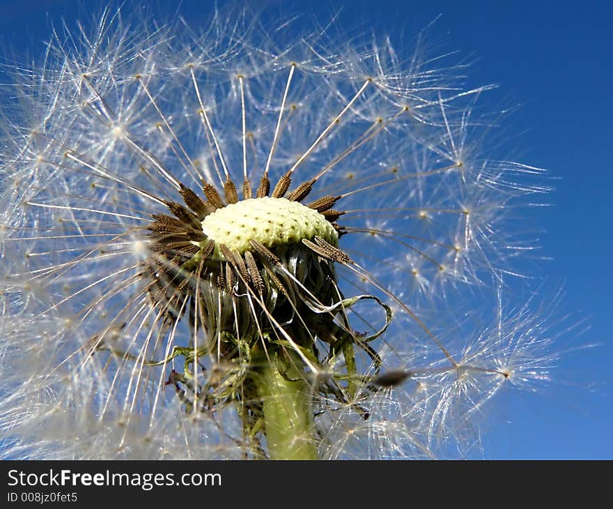 Dandelion on a background of the sky. Dandelion on a background of the sky