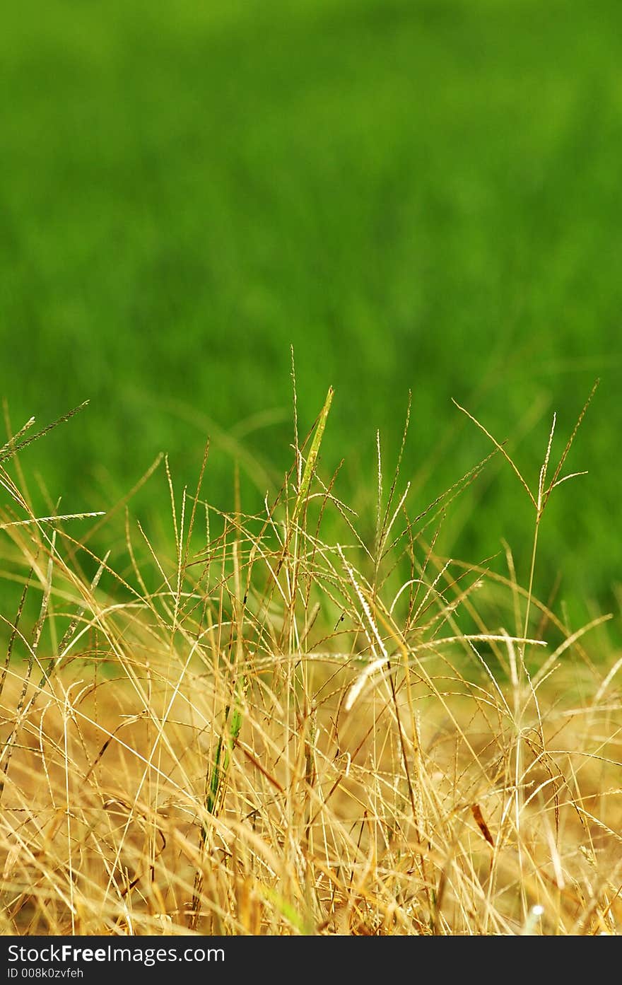 Grass with padi field background, hidden message there..