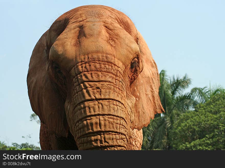 Detail of elephant head skin