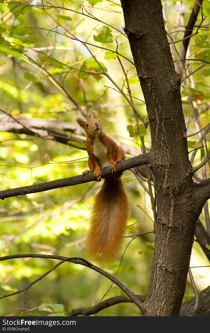 Squirrel on a tree in a park. Squirrel on a tree in a park