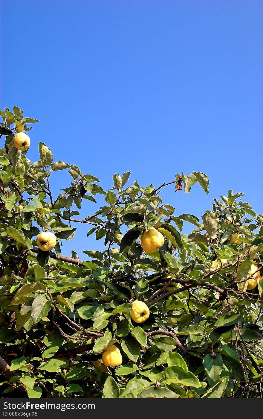 Plant A Quince