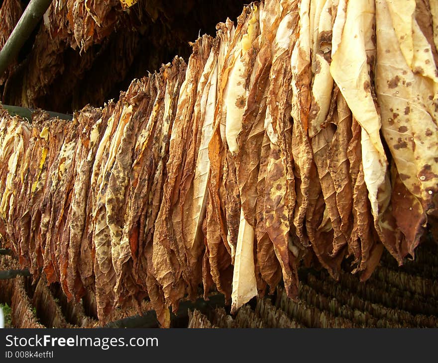 Tobacco leaves drying